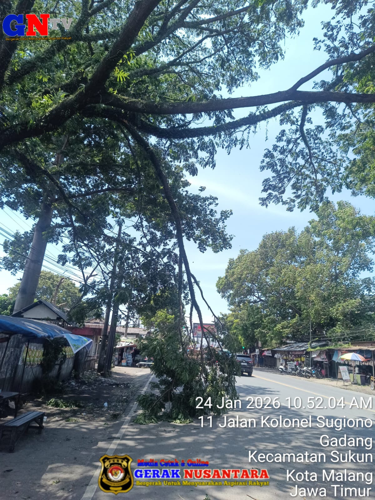 POHON TUMBANG DI JALAN KOLONEL SUGIONO GADANG, TAK ADA KORBAN   