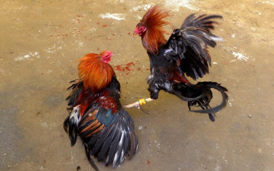 SABUNG AYAM BERBASIS PERJUDIAN DI TAMBAKASRI, SUMAWE  WARGA RESAH, DIDUGA  "KEBAL HUKUM"  