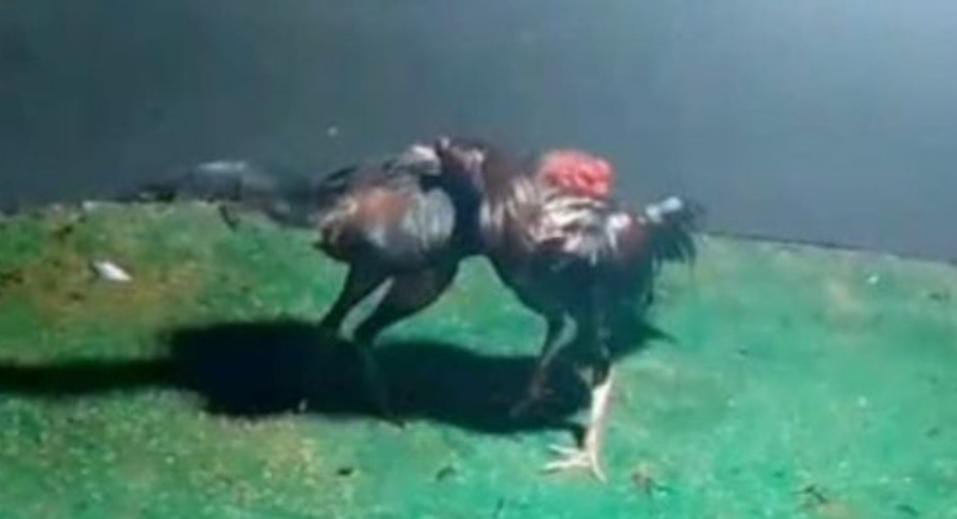 JUDI SABUNG AYAM DI KEDUNGRAMPAL: TERANG-TERANG BERJALAN DI BULAN PUASA,   