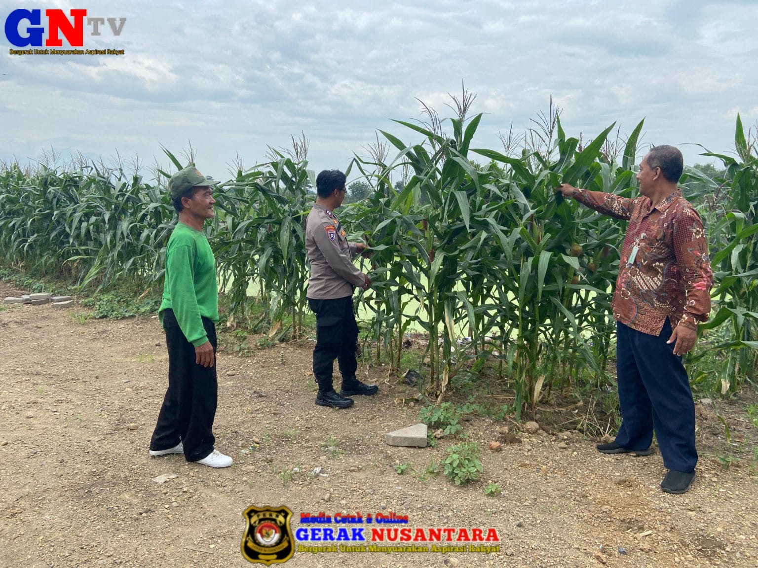 Polresta Sidoarjo Optimalkan Swasembada Pangan, Dampingi Petani Jagung di Krembung