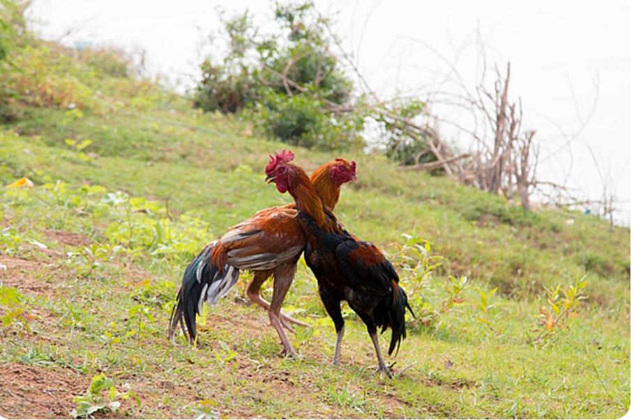 Membandel, Judi Sabung Ayam Desa Andong Sari,Kecamatan Ambulu Kembali Beraktivitas,Dimana APH setempat!!