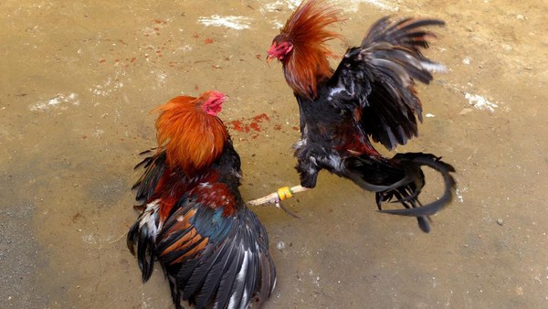ilustrasi-sabung-ayam-di-filipina_169