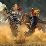 sabung-ayam-pinterest