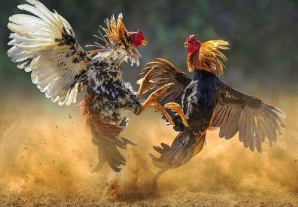 sabung-ayam-pinterest
