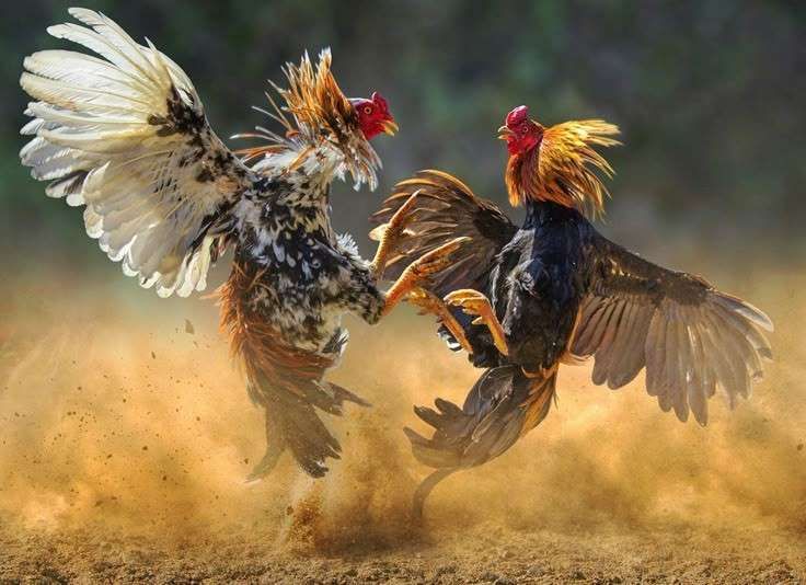 sabung-ayam-pinterest